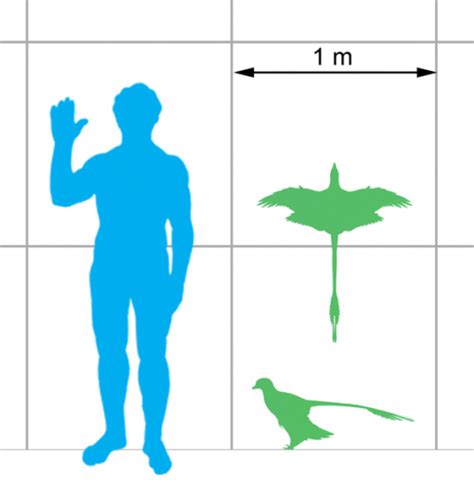 how big is a microraptor.